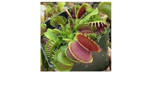 Stk - 3x Dionaea muscipula Predator Venusfliegenfalle Pflanzen - Samen B1257 - Seeds & Plants Shop by Ipsa