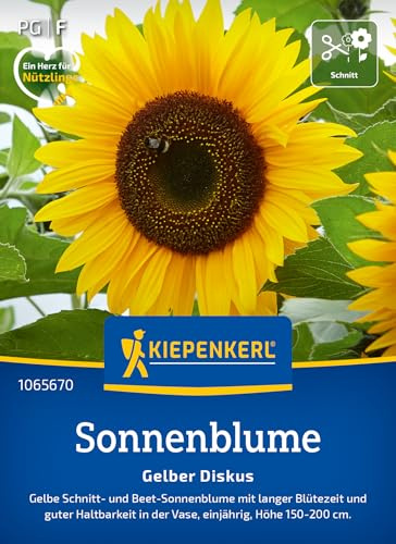Kiepenkerl Sonnenblumensamen Gelber Diskus 1065670, Blumensaat | Imposante Sonnenblumen mit goldgelben Blüten und stabilen Stängeln, Blumenwiese, standfest, für Beet & Schnittblumen