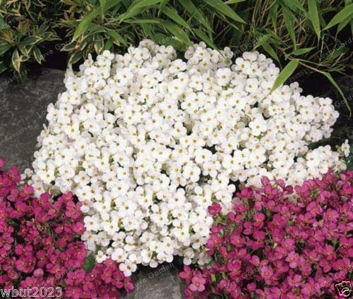 Graines De Fleurs Vivaces De Thym Rampant Pour Un Beau Jardin, Blanc Paquet De 100 Graines