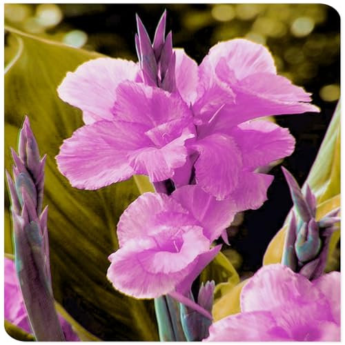 Canna Lily Bulbs Mix Flowering, Canna Lily Tubers, Canna Lily Grow Fast. Exotic, Excellent Display, Canna Lily Easy to Plant, Canna Lily Hardy Perennial Canna Plants UK,-1bulbs-B