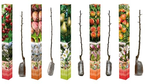 Juego de árboles frutales de 85 a 93 cm para jardín, manzana Jonagold, pera conference, cereza, ciruela, ópalo, melocotón Redhaven (5 unidades, manzana, pera, cereza, ciruela, melocotón)