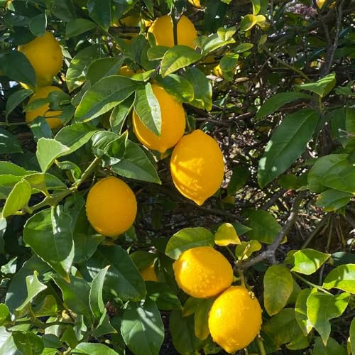 semillas de limonero, raras, interior de limonero, para lugares soleados 15pcs