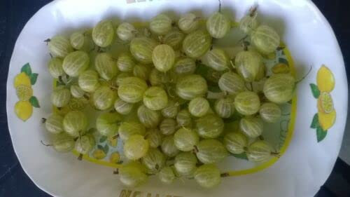 10 SEMI Uva spina - Ribes grossularia L -Gooseberry -uva crispa:Seeds