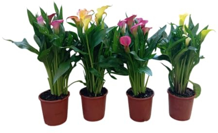 Lote de 4 Calas Naturales – Plantas Vivas para Espacios Luminosos y Elegantes