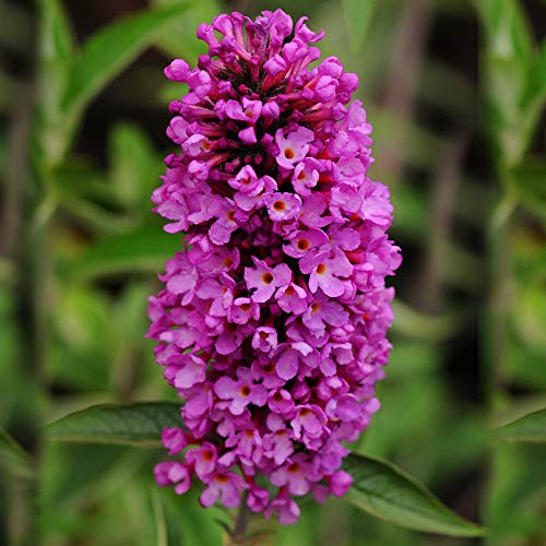 1 X BUDDLEIA Petite 'Tutti FRUITTI' Butterfly Bush DECIDUOUS Shrub Plant in Pot