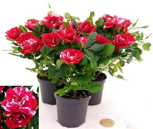 POWERS TO FLOWERS - ROSA DA GIARDINO NANA RAMPICANTE e RIFIORENTE, ROSA ROSSA BICOLORE, 3 PIANTE, VASO 8CM, Piante Vere