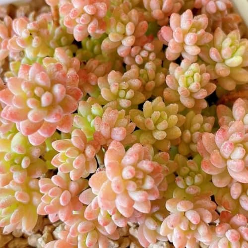 Comprar semillas de suculentas, perennes resistentes para el jardín de exterior 200pcs