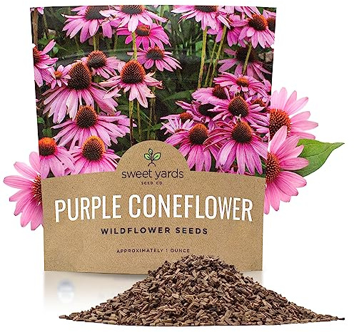 Purple Coneflower Seeds – Extra Large Packet – Over 3,000 Open Pollinated Non-GMO Wildflower Seeds – Echinacea purpurea