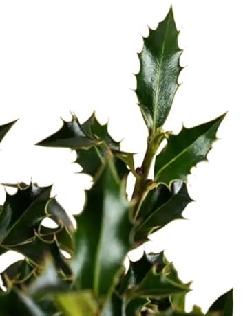 DECOALIVE| Ramo Falso Muérdago Natural de Flores de Navidad