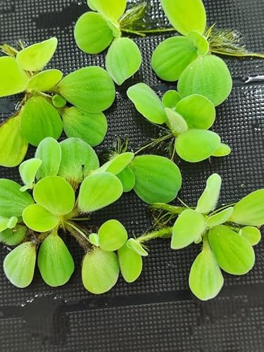 10 X Water Lettuce Live Aquarium Aquascape Oxygenating Floating Young Plants Fish Tank