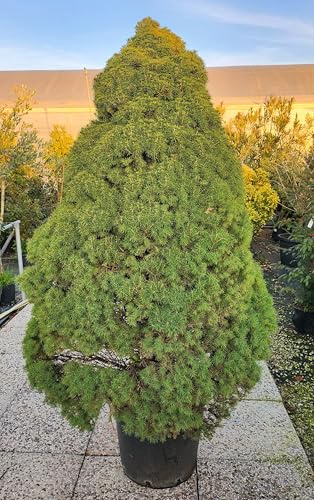 POWERS TO FLOWERS - PICEA GLAUCA CONICA, ALBERO DI NATALE, vaso 40 cm diametro, altezza 170cm, pianta vera