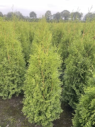 100 Thuja Brabant 'King of Brabant' 140-160cm ohne Topf gemessen frisch vom Feld Gartenhecke Heckenpflanzen Immergrüner Lebensbaum