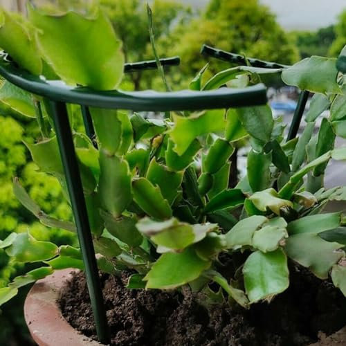 DAZZLEEX Lot de 6 piquets de support pour plantes de jardin, pour hortensias, pivoines et fleurs coniques (25 x 14,5 cm)