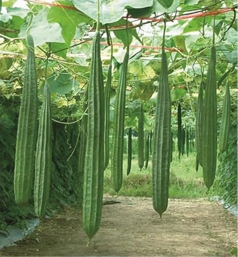 Ridge Gourd Seeds for High-Yield Gardening – Pack of 10 Seeds, Fast-Germinating