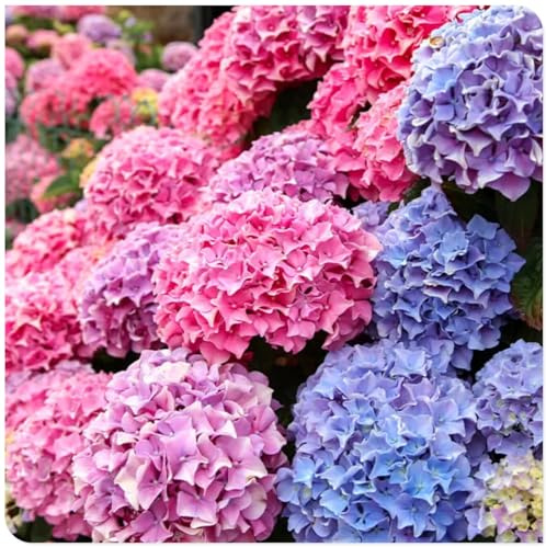 Los bulbos de hortensias de colores mixtos son resistentes al calor y fáciles de cultivar para jardines interiores y exteriores-5bulbos-F