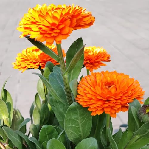 semi di calendula perenni resistenti decorazione balcone 250pcs