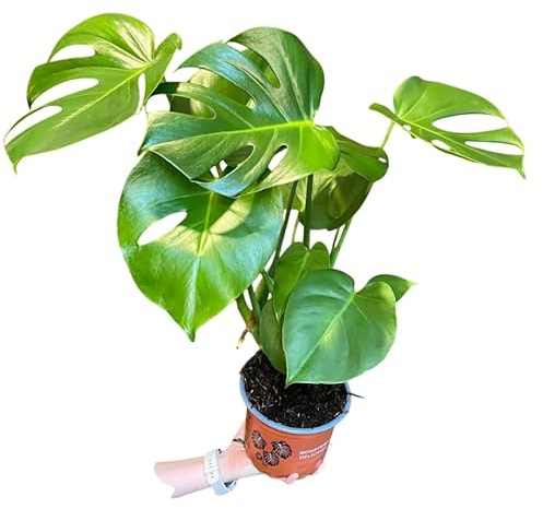 Planta Esqueleto Natural Monstera Deliciosa Viva con Hoja Dividida Ideal para Salones Luminosos