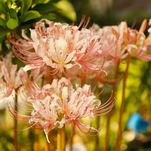 bulbos de lycoris radiata - lirio araña, para jardin decoracion raras de interior 4pcs