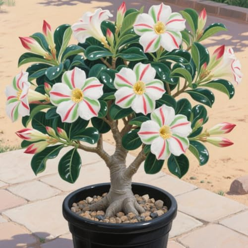 Rizomas de rosa del desierto. Tolera el frío.Hojas altas y grandes. ideal para embellecer el paisaje.（NVNJHJN）.-1 Rizomas-C
