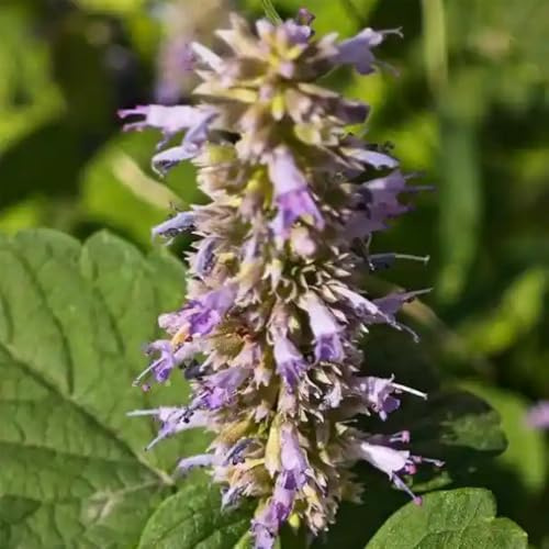 semi di ortica profumati, selvatiche Agastache foeniculum, regali per giardinieri giardino verdi da giardino roccioso resistenti da balcone 200pcs