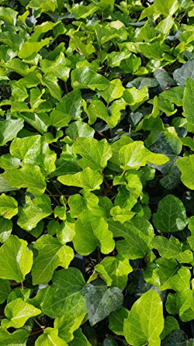 Hedera algeriensis 'Bellecour'® / Lierre des canaries/Godet