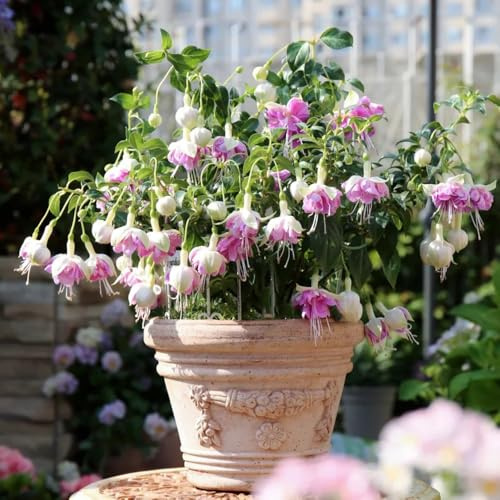 Fuchsien Hängend, gartendeko für draußen garten herbstblumen geschenke für gartenliebhaber steingartenpflanzen winterhart balkonpflanzen 350Samen