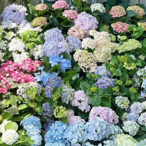 hortensien - deko blumenwiese mehrjährig hydrangea topfpflanzen schnell wachsende sträucher wildblumen exotische blumenbeet zierblumen für sonnige plätze kletterpflanzen 90samen