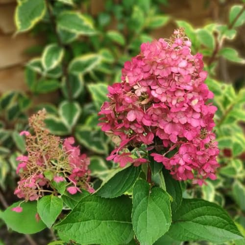 semillas de hortensia paniculada - raro decoración jardín exteriores 20pcs