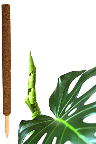 BigDean Pflanzstab Kokos 80 cm - Monstera Rankhilfe Rankstab Stab Moosstab Pflanzenstab Kokosstab für Pflanzen - aus natürlicher Kokosfaser - verlängerbar