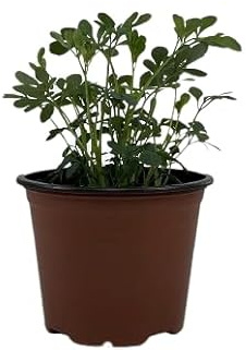 Planta Viva Ruda DECOALIVE Planta para Remedios e Infusiones