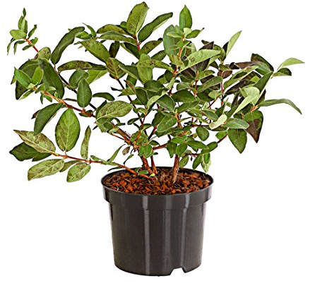 Dehner Honigbeere Russlana, süsse blaue Früchte, ca. 30-40 cm, 3 l Topf | Lonicera caerulea var. Kamschatica, Maibeere, mit glockenförmigen Blüten, Befruchtersorte benötigt, Erntezeit Mai/Juni