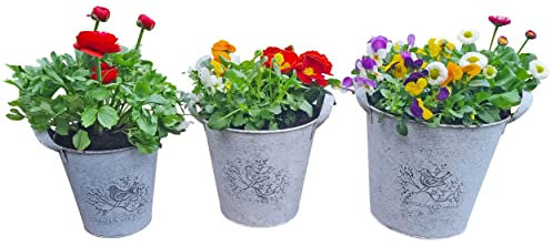 Fachhandel Plus Pflanzeimer 3 unterschiedliche Größen Blumentöpfe Gartendeko Kräutertöpfe Indoor Outdoor 3 Stück