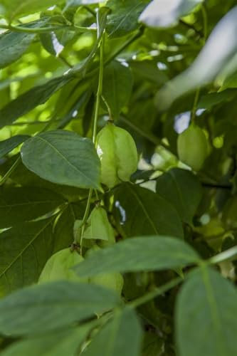 Staphylea pinnata 125-150 cm – Winterhart, Mehrjährig, Pflegeleicht – Pimpernuss – Heckenpflanze für Garten & Sichtschutz