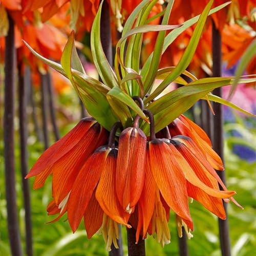 Bloomique - Lot de 2 - Fritillaria Orange Beauty - Couronne Impériale - Orange - Bulbes à Fleurs - Floraison Printemps - Plantes Vivaces - Pousse jusqu'à 100-125 cm