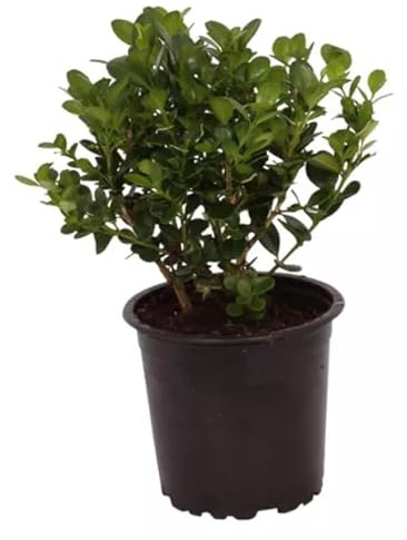 Buxus Sempervirens Planta Arbustiva de Exterior Ideal para Crear Setos Elegantes