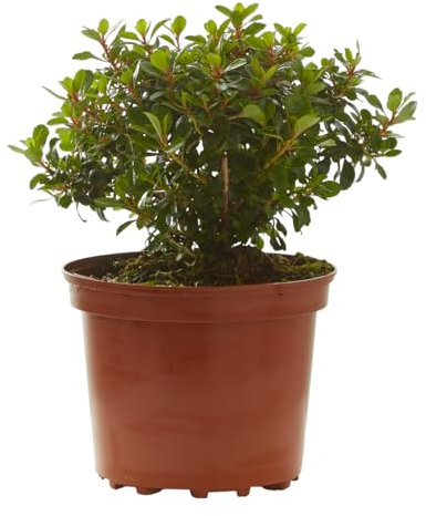 Verdecora Escalonia en maceta de 3L | Escallonia | Arbusto de Exterior con Hojas Brillantes y Flores Rosadas | Ideal para Setos, Bordes y Jardines