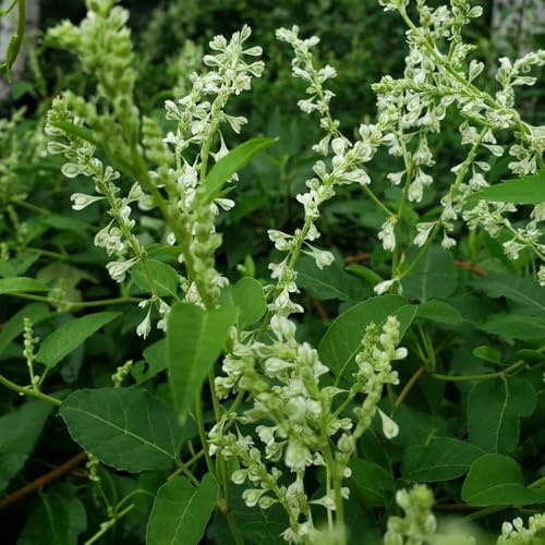 Semillas de Knotweed, para lugares soleados productos sostenibles arbustos en resistentes semillas de silvestres 250pcs