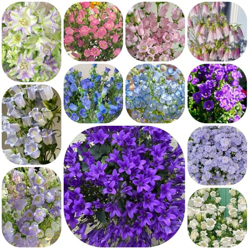 glockenblume campanula, wild mehrjährig deko exotische steingarten winterhart balkon 550samen