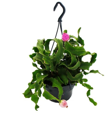 Epiphyllum guatemalense var. monstrose hängender Blattkaktus 14cm Ampeltopf