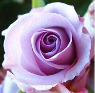 White Single Canterbury Bells,Campanula Medium,Cup and Saucer Seeds (300 Seeds)