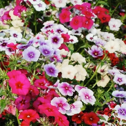3 Mix Creeping Phlox Plants Live Perennials, 4-6 Tall, Climbing Creeping Phlox Live Plant, Phlox Flowers Vine