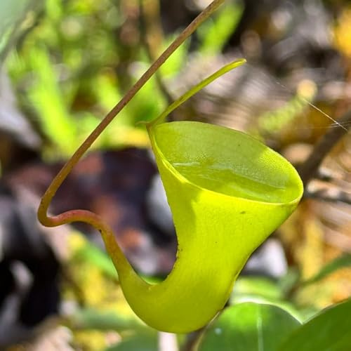 Semi di Nepenthes - carnivoro da balcone carnivora semi di vecchie varietà esotico verdi da appartamento che purificano l'aria appartamento facili curare 400pcs