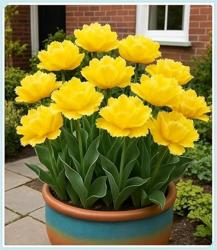Mysteriöse magische Glühbirne-Mehrjährige Blumenzwiebel ist winterhart-Winterhart-2026 Winterhart pflanzen-5 Tulpen Zwiebeln -J