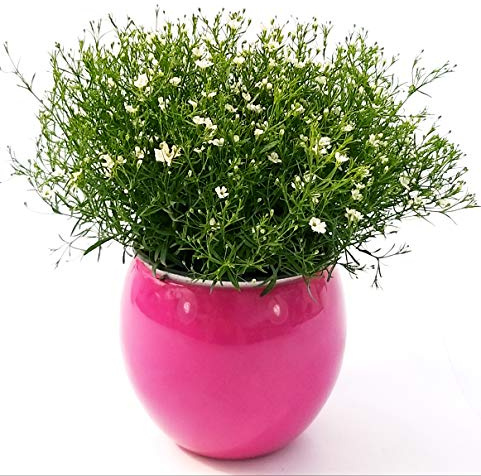 POWERS TO FLOWERS - GIPSOFILA BIANCA, VELO DA SPOSA, IN VASO CERAMICA SFERICO FUCSIA, pianta vera