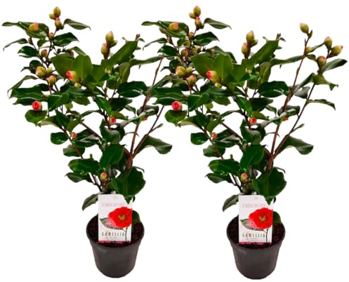 Plant in a Box - Camellia japonica 'Dr. King' - 2er Set - Japanische Rose - Kamelie pflanze Winterhart - Topf 15cm - Höhe 50-60cm