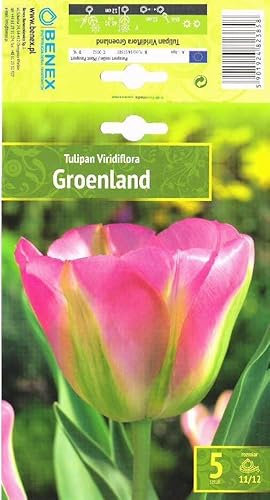 AGRONOM | TULIPES - GROENLAND - Bulbes de Fleurs | Plantes Vivaces de Jardin | Bulbes de Fleurs à Planter | Belles Fleurs Couleurs Vives | Couleur Rose-Vert | 5 Pièces à Bulbes
