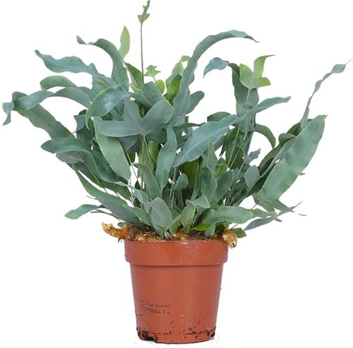 Helecho Plateado NATURAL Planta Premium de Interior para dar un Toque de Elegancia