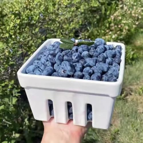 Semi di mirtillo siberiano - resistenti vecchie varietà biologici balcone acquistare rialzate 60pcs