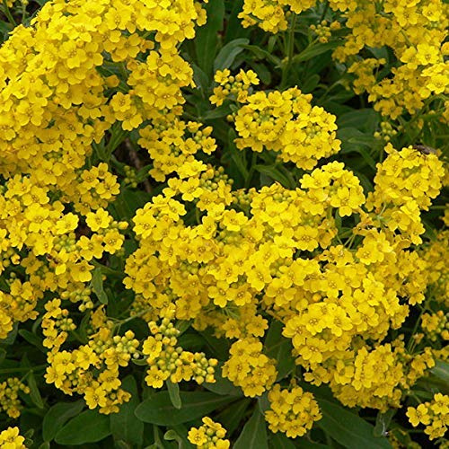 6x Alyssum Montanum 'Berggold' - Liten Stenört 'Berggold' - Krukstorlek 9x9 cm - Guldgula Blommor