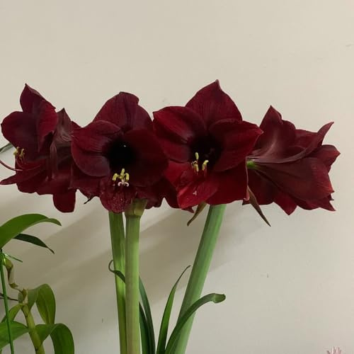 bulbi di amarilli - resistenti giardino decorativi balcone 6pcs